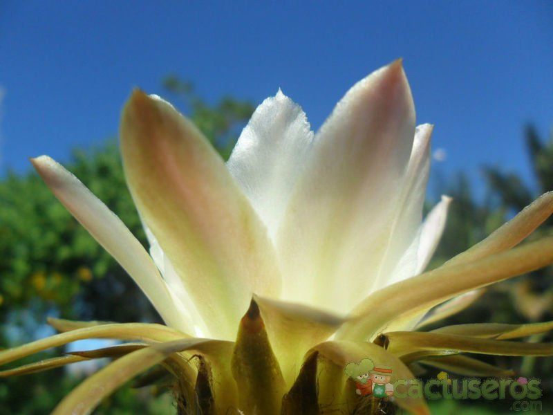 Una foto de Echinopsis leucantha