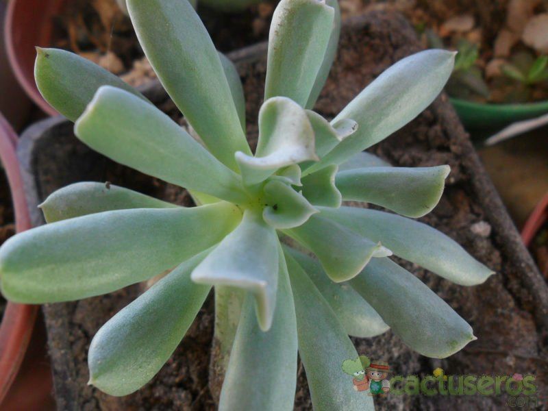 A photo of Echeveria runyonii cv. Topsy turvy 
