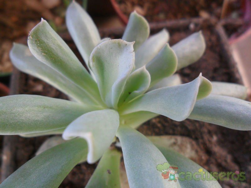 A photo of Echeveria runyonii cv. Topsy turvy 