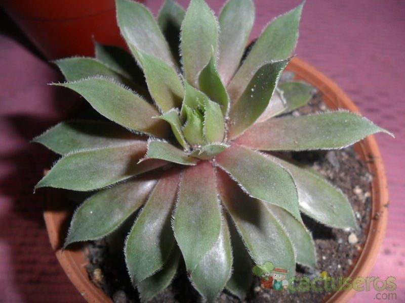 Una foto de Sempervivum marmoreum