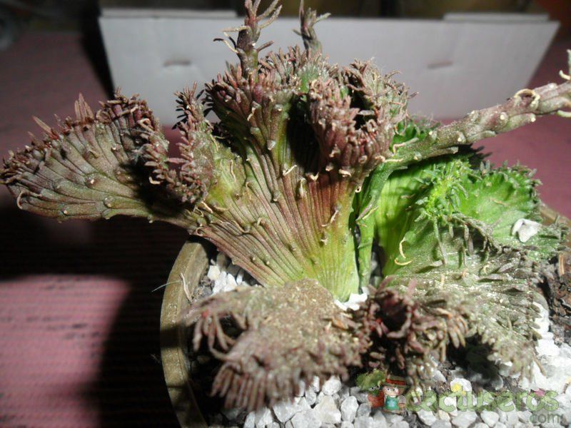 A photo of Euphorbia flanaganii fma. crestada