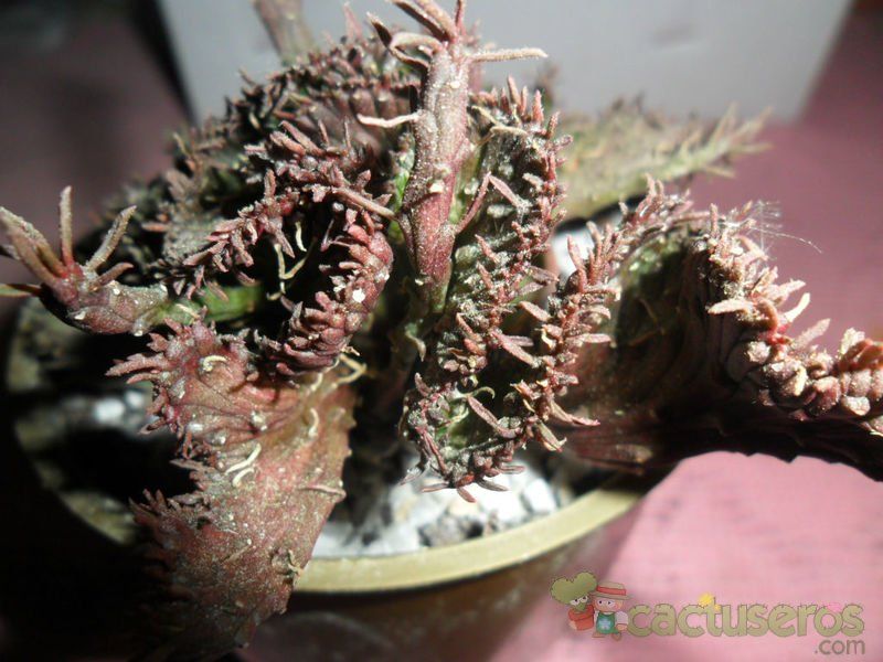 A photo of Euphorbia flanaganii fma. crestada
