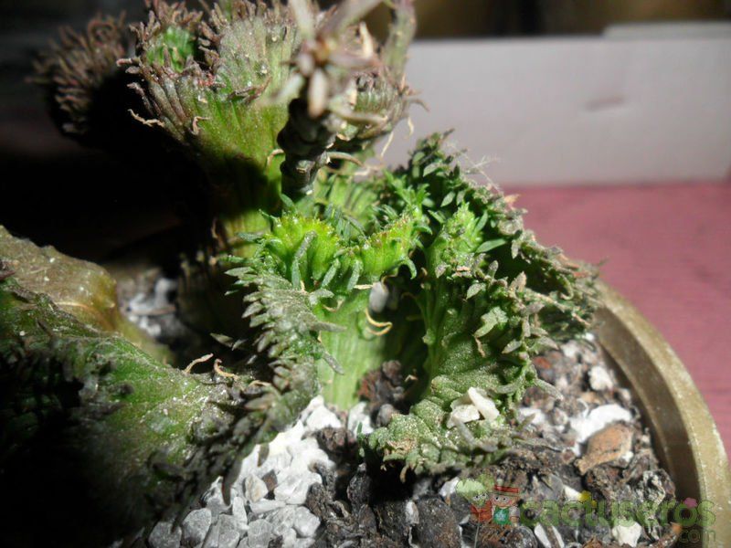 A photo of Euphorbia flanaganii fma. crestada