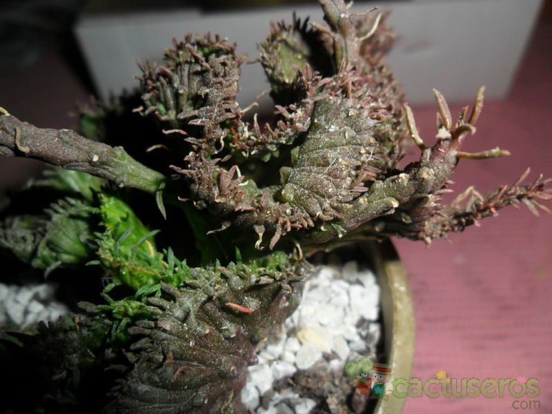 A photo of Euphorbia flanaganii fma. crestada