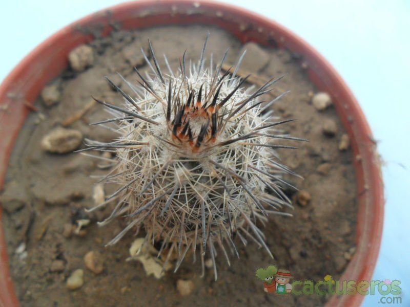 Una foto de Parodia microsperma subsp. horrida