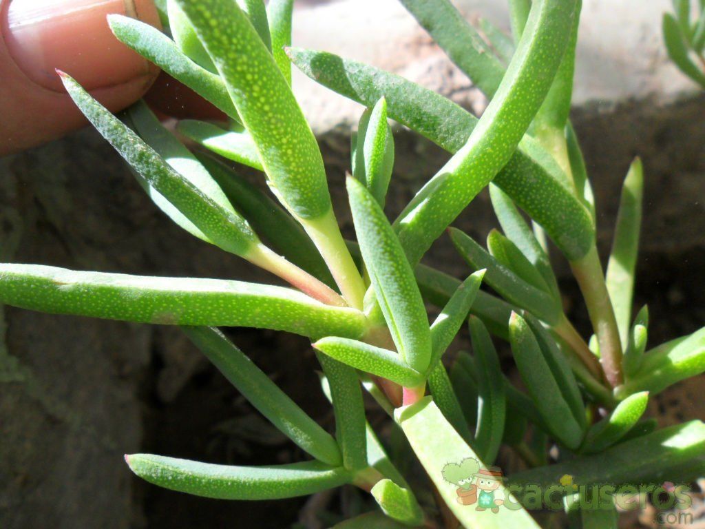 A photo of Lampranthus aurantiacus