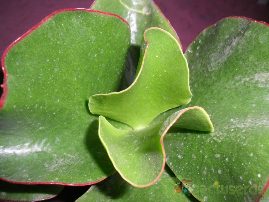 Una foto de Cotyledon macrantha