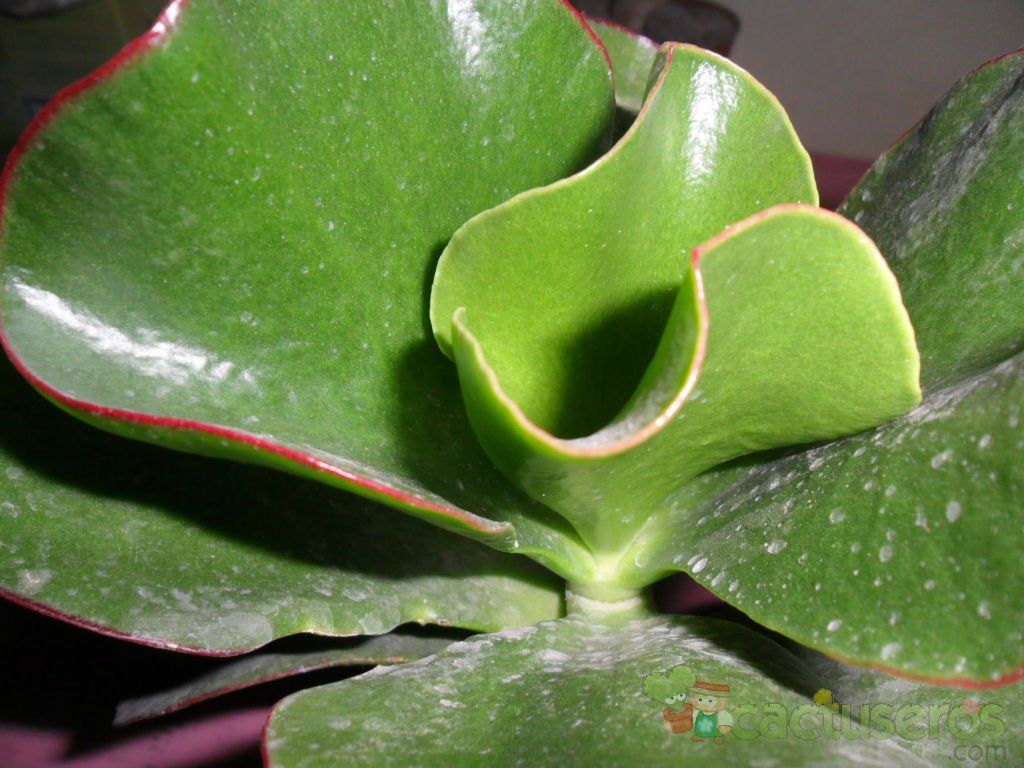 Una foto de Cotyledon macrantha
