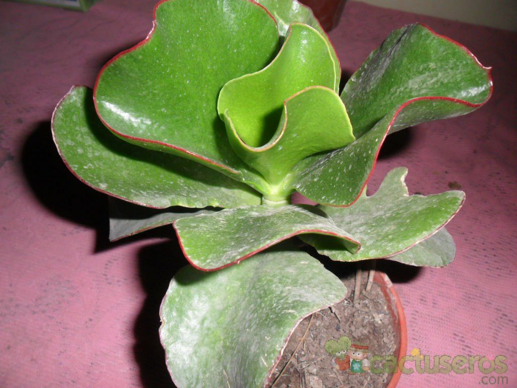 Una foto de Cotyledon macrantha
