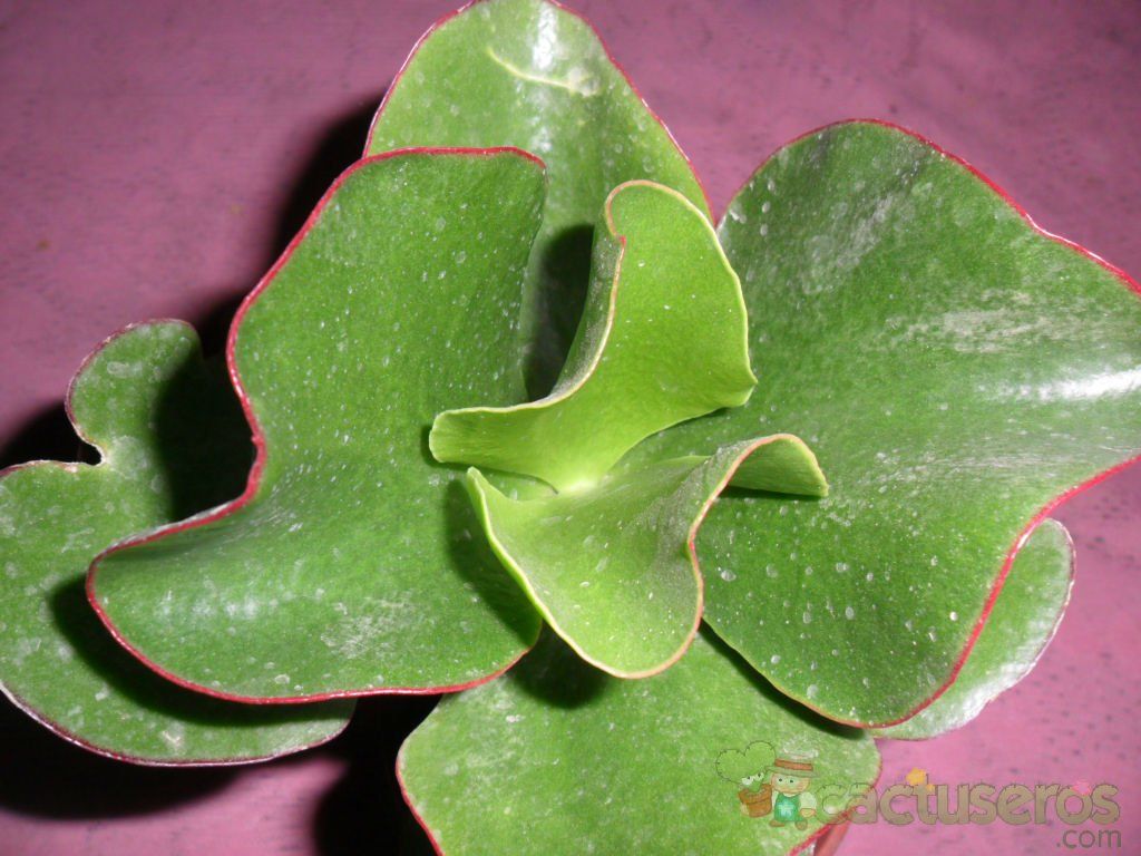 Una foto de Cotyledon macrantha