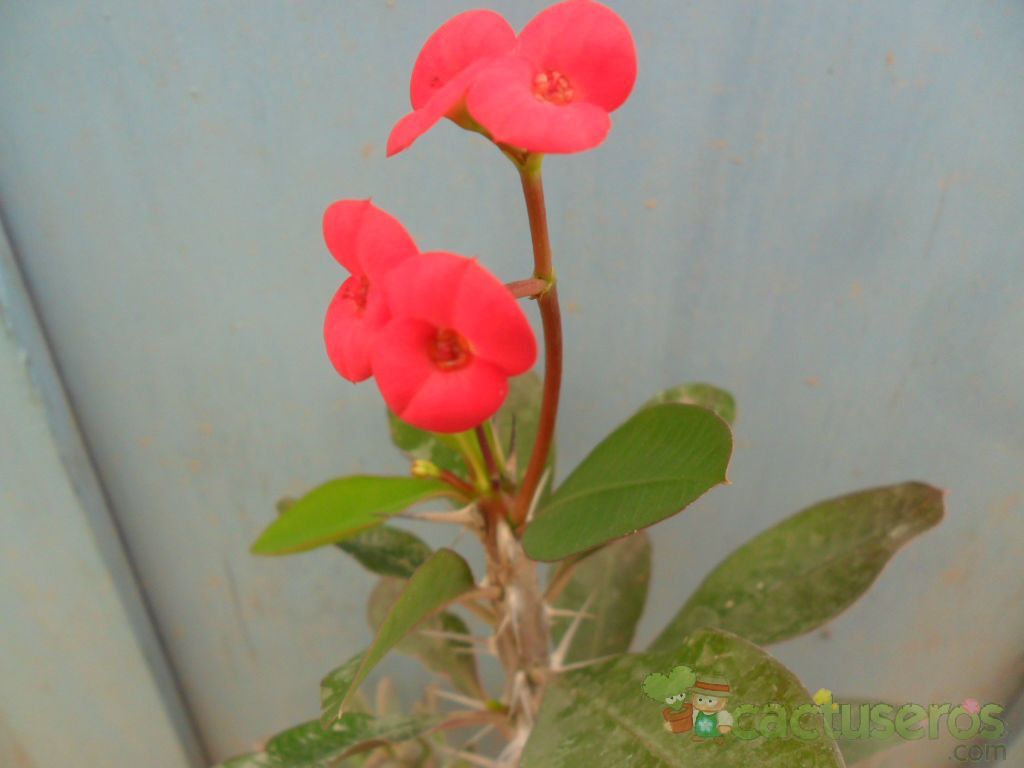 Una foto de Euphorbia milii var. milii