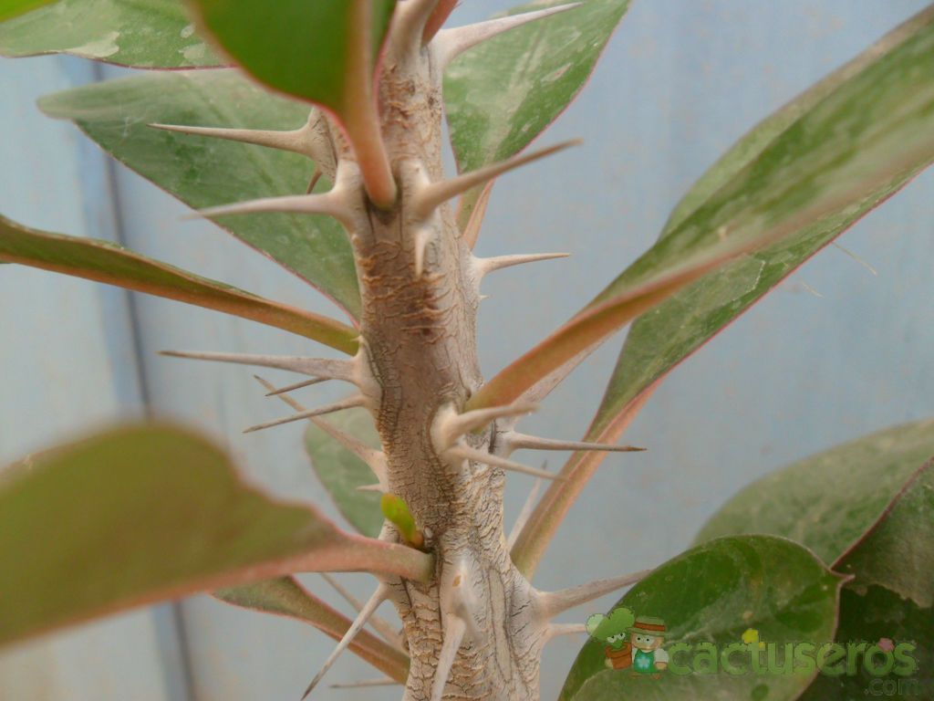 Una foto de Euphorbia milii var. milii