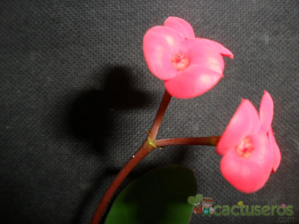 Una foto de Euphorbia milii var. milii