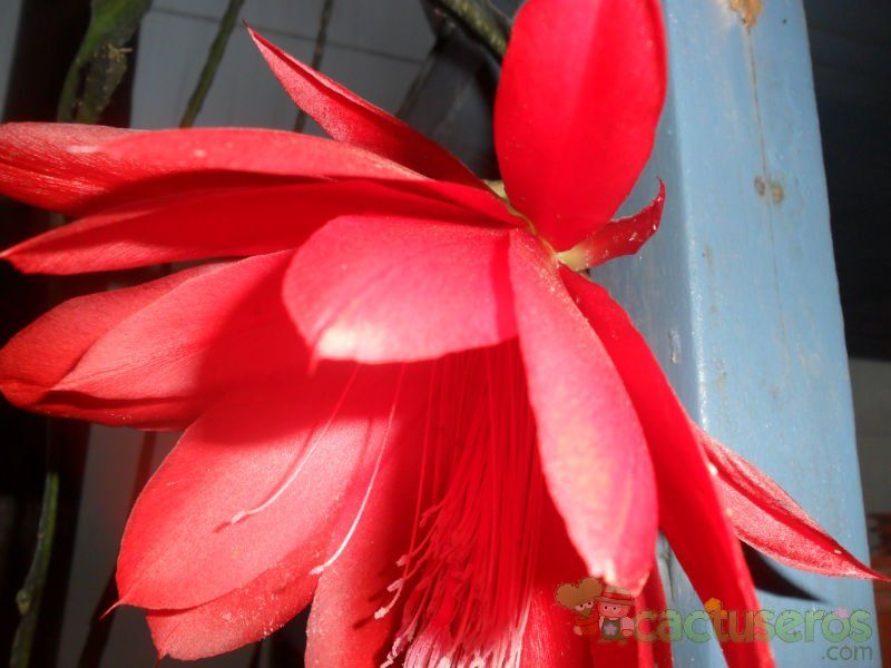 A photo of Epiphyllum Spiritu Santo