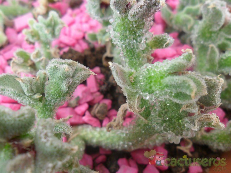 Una foto de Mesembryanthemum crystallinum