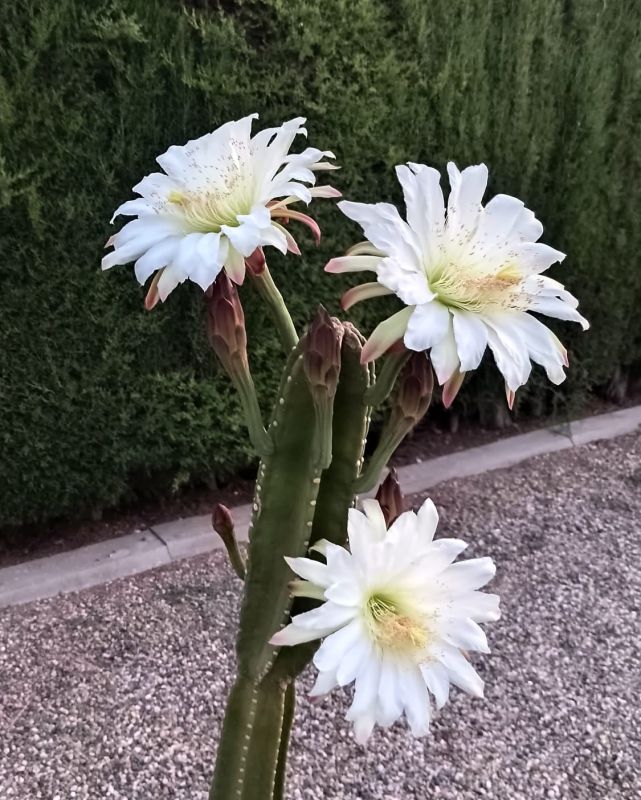 Foto de un cactus que se está identificando actualmente