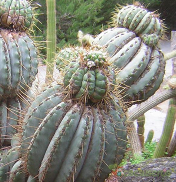 Una foto de Coleocephalocereus purpureus