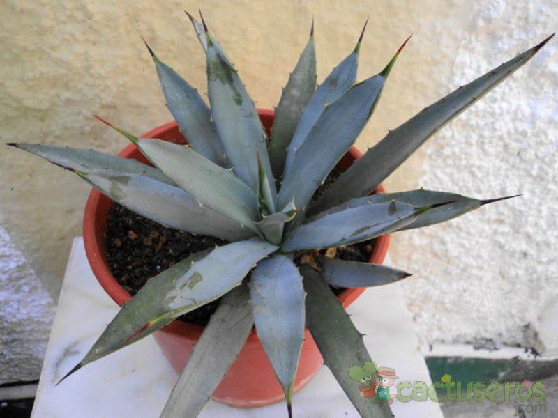 A photo of Agave macroacantha