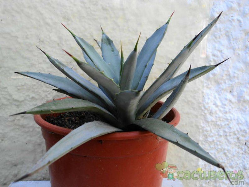 A photo of Agave macroacantha