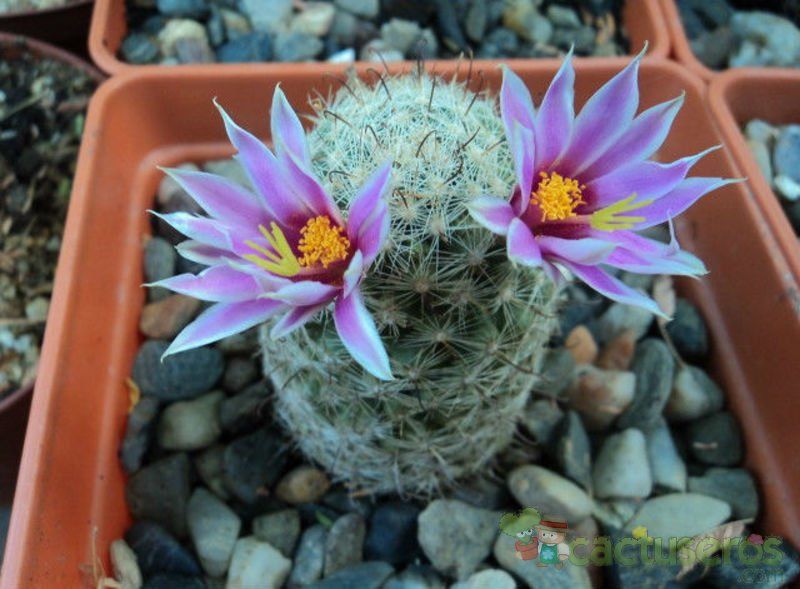 A photo of Mammillaria blossfeldiana