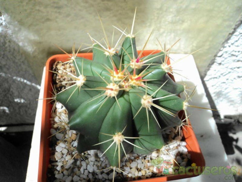 A photo of Ferocactus alamosanus