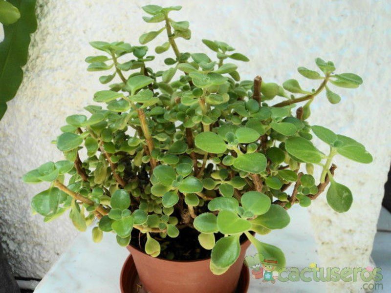 A photo of Plectranthus neochilus