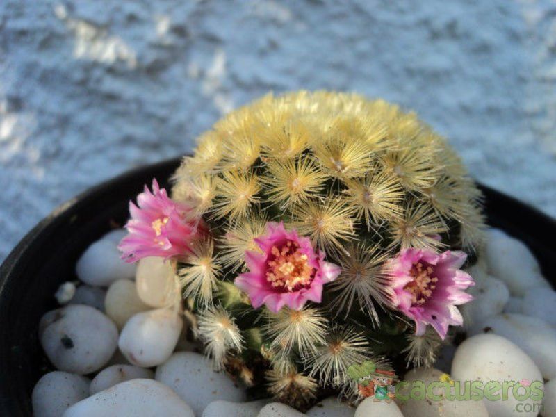 Una foto de Mammillaria carmenae