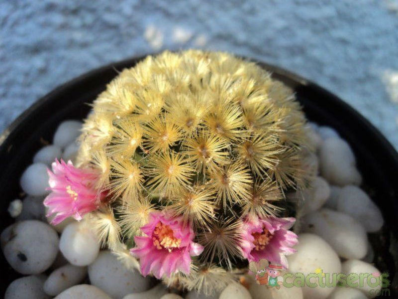 Una foto de Mammillaria carmenae