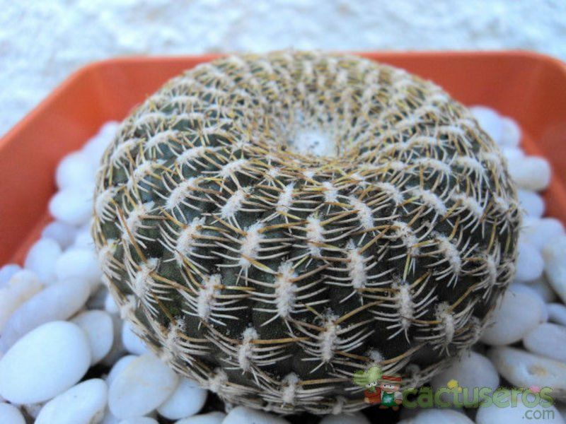 Una foto de Sulcorebutia arenacea