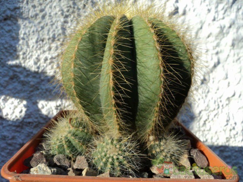 A photo of Parodia magnifica