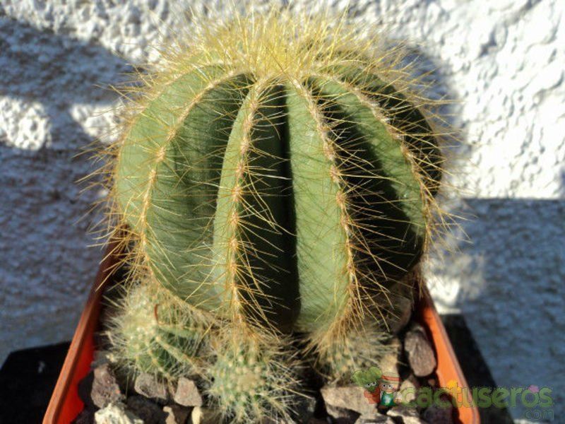 A photo of Parodia magnifica