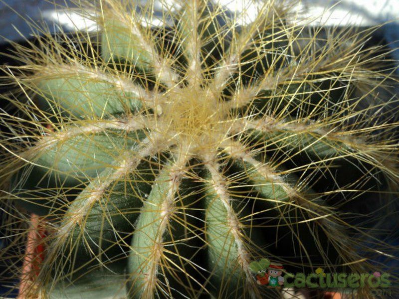A photo of Parodia magnifica