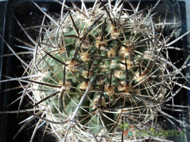 A photo of Eriosyce subgibbosa