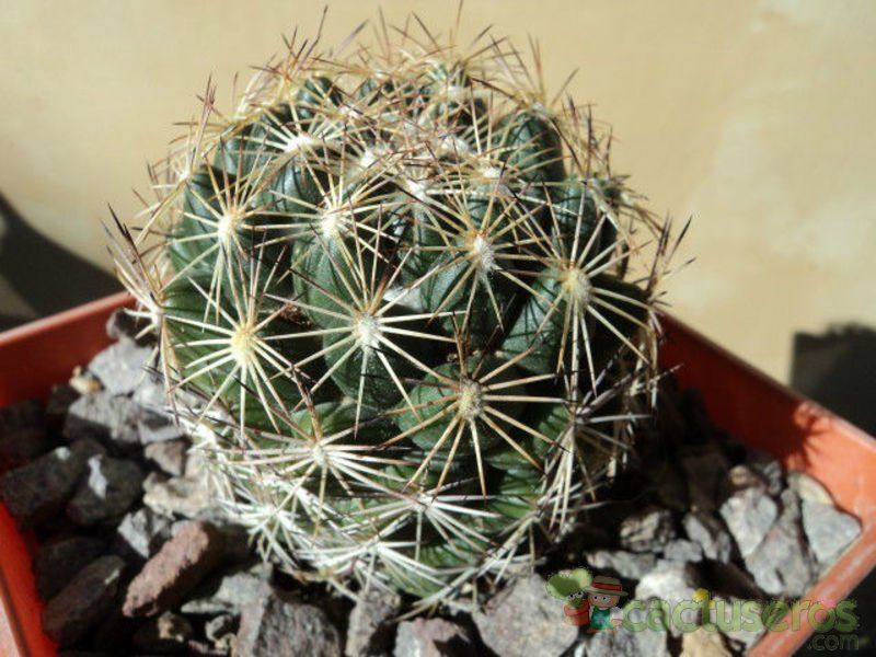 Una foto de Coryphantha pseudonickelsae