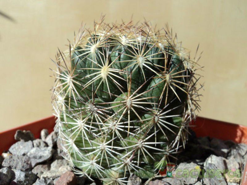 Una foto de Coryphantha pseudonickelsae