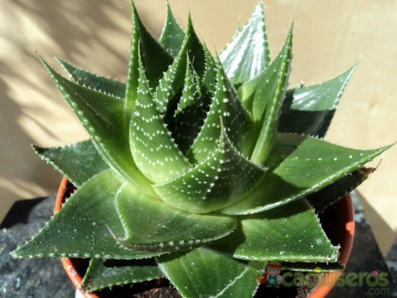 A photo of Aloe cv. cosmos