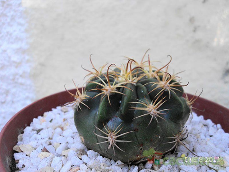 A photo of Echinopsis tiegeliana