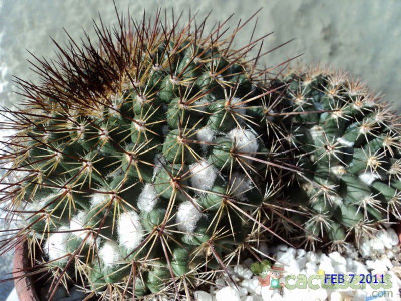 Mammillaria Gigantea