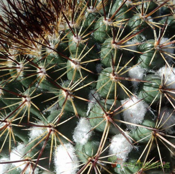 A photo of Mammillaria gigantea