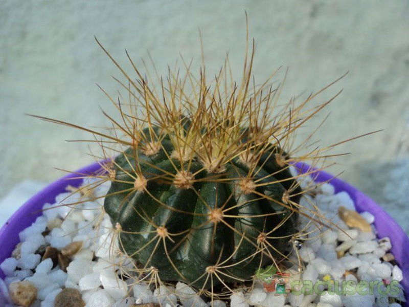 A photo of Melocactus oreas subsp. cremnophilus