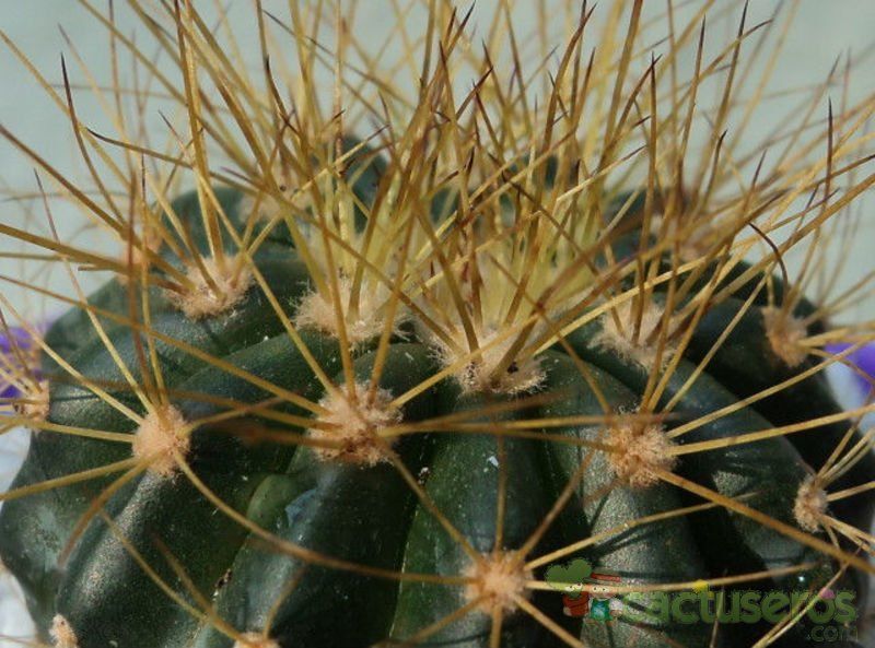 A photo of Melocactus oreas subsp. cremnophilus