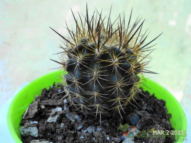 A photo of Eriosyce taltalensis ssp. echinus