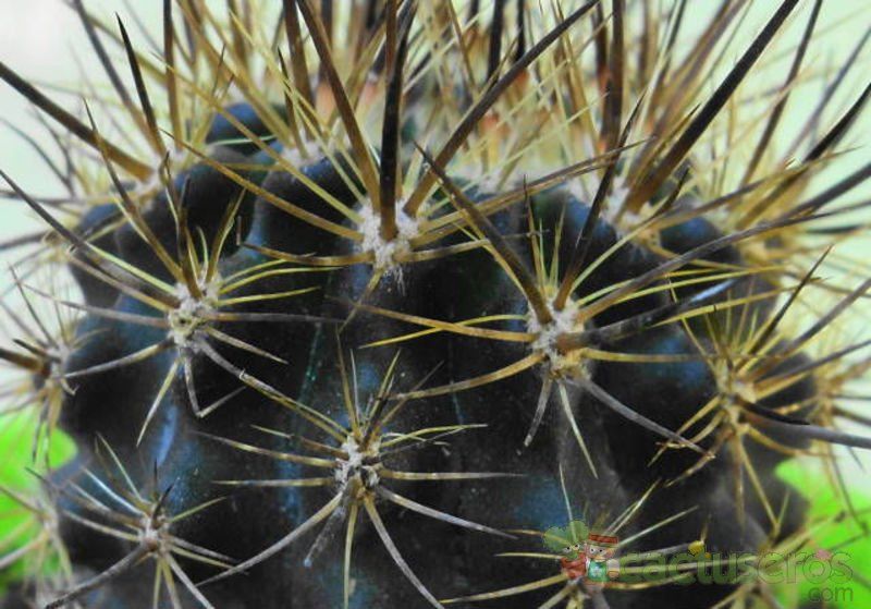 A photo of Eriosyce taltalensis ssp. echinus