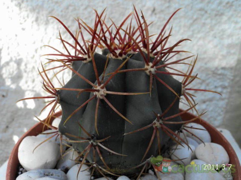 Una foto de Ferocactus gracilis