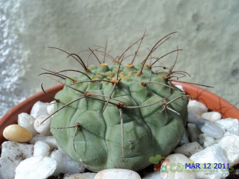 A photo of Matucana madisoniorum