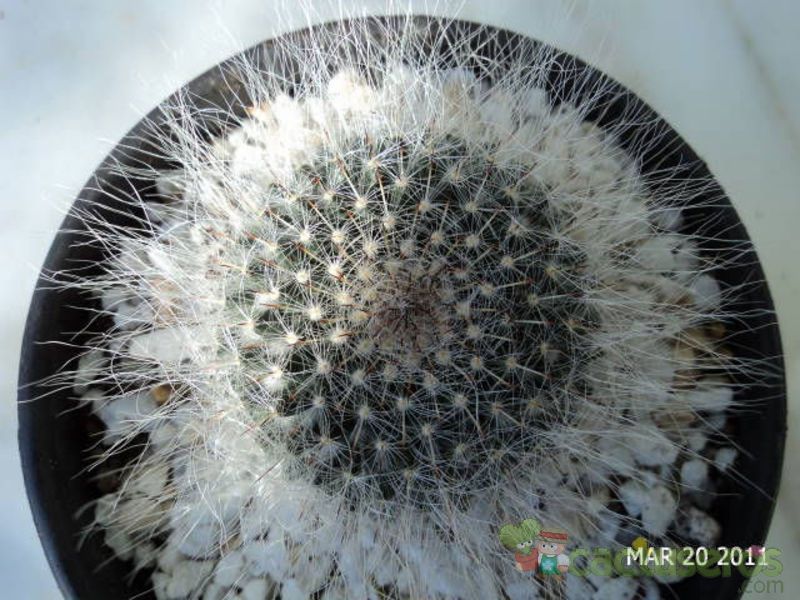 Una foto de Mammillaria hahniana