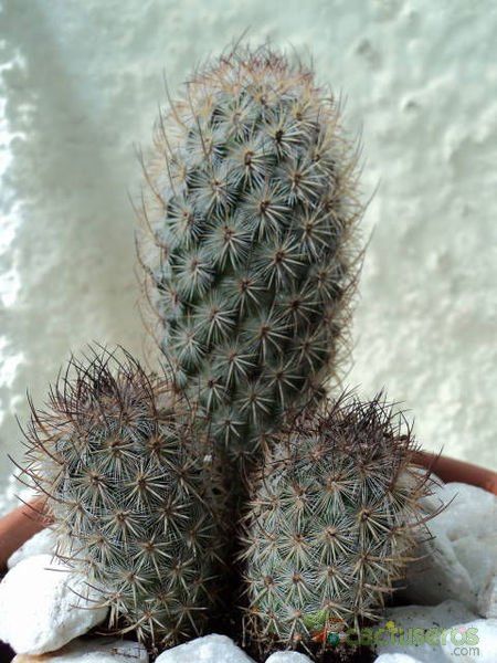 A photo of Mammillaria pottsii
