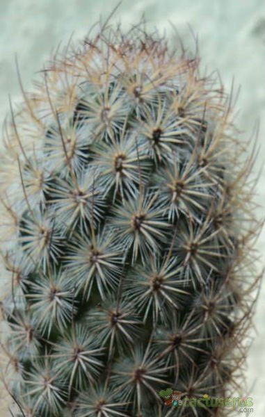 A photo of Mammillaria pottsii
