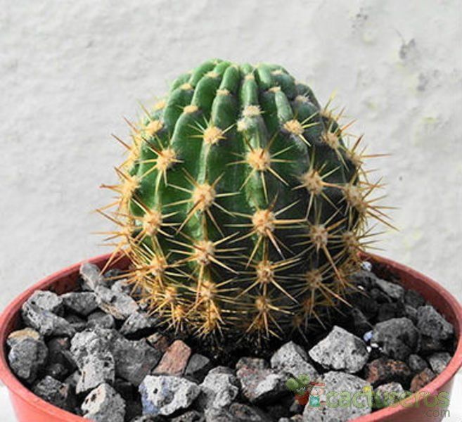 Una foto de Echinopsis mamillosa subsp. silvatica