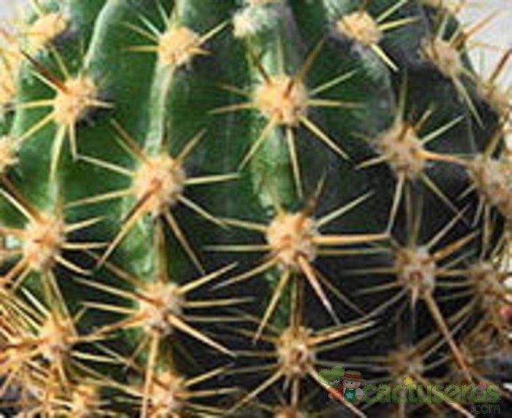 Una foto de Echinopsis mamillosa subsp. silvatica
